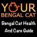 Bengal Cat Health And Care Guide