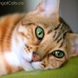 F4 Male Bengal Cat