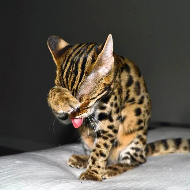Taunting the cat paparazzi