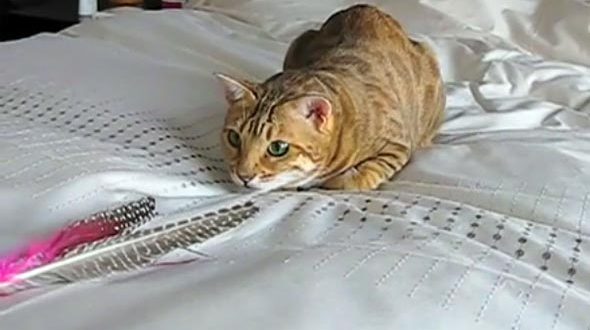 Bengal Cat Da Bird Cat Toy