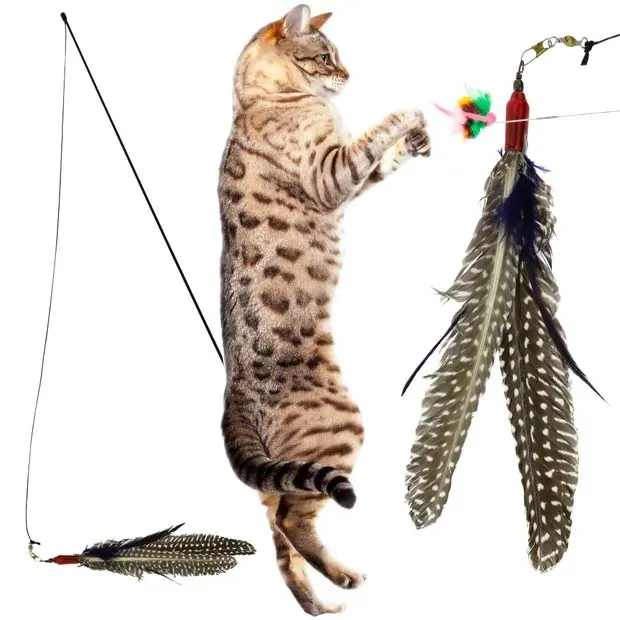 Da Bird Cat Toy Gives Them Wings | Bengal Cats