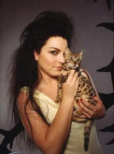 Amy Lee Bengal Cat Amy Lee Bengal Cat