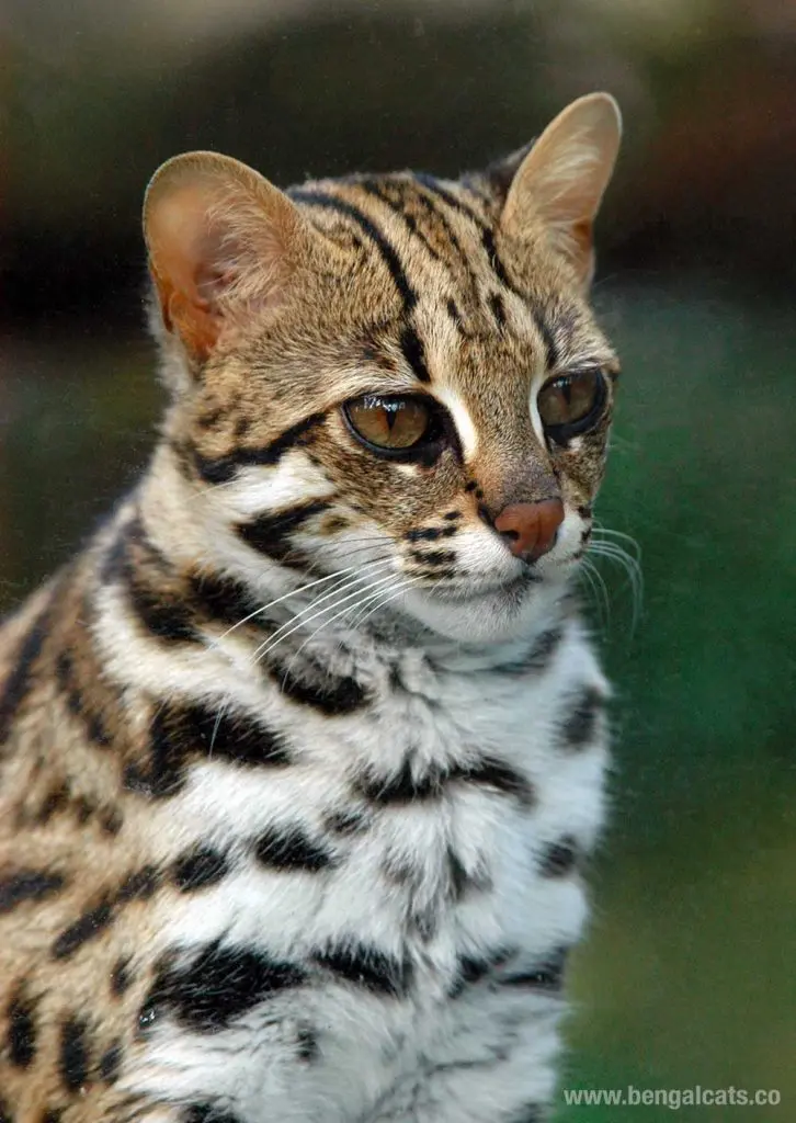 Asian Leopard Cat Prionailurus Bengalensis Bengal Cats