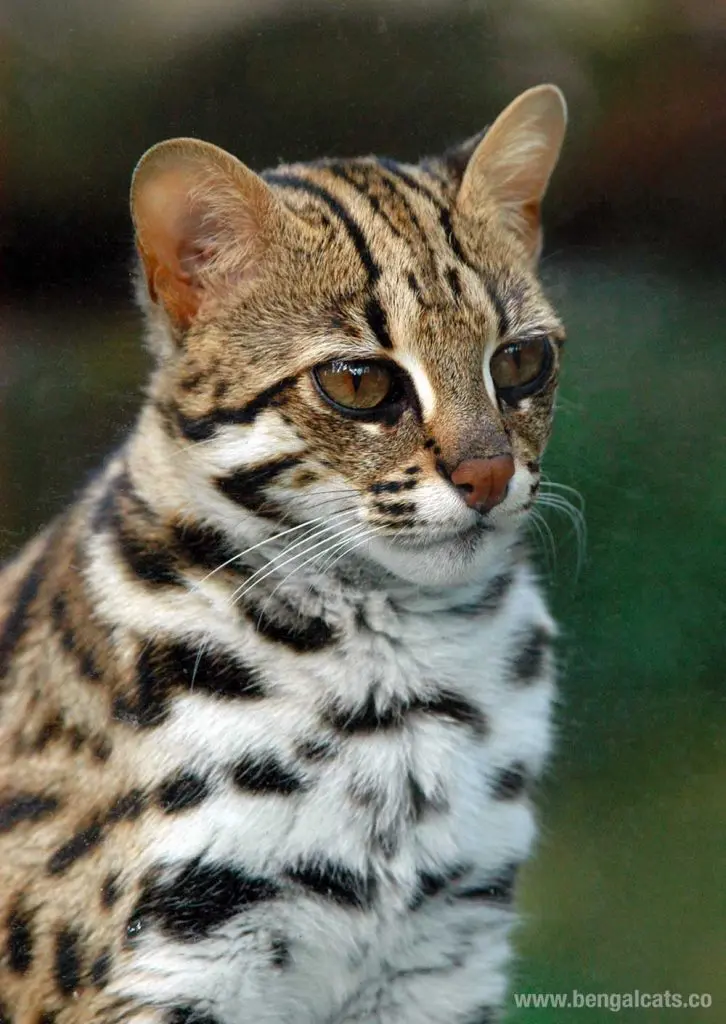 asian leopard cat size