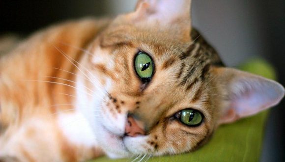 F4 Male Bengal Cat