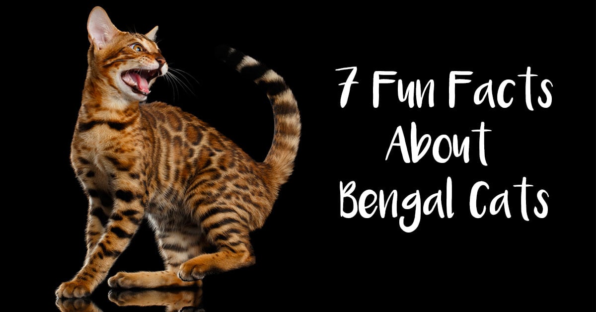 best treats for bengal cats