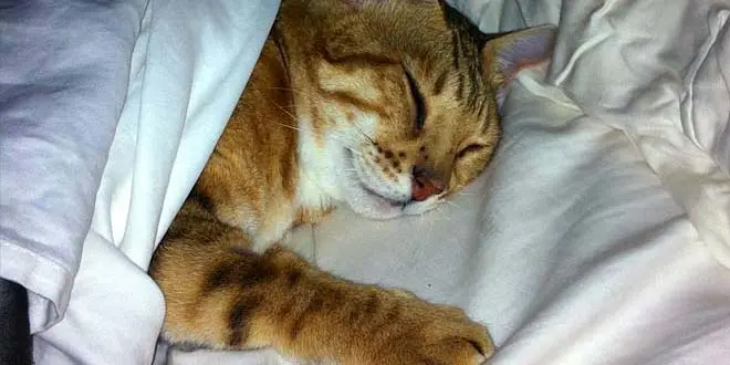 Bengal Under Sheets