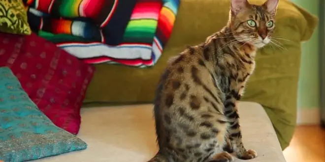 Female Bengal Greeting Video