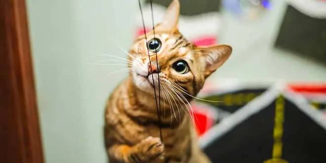 Andrew's bengal playtime photo