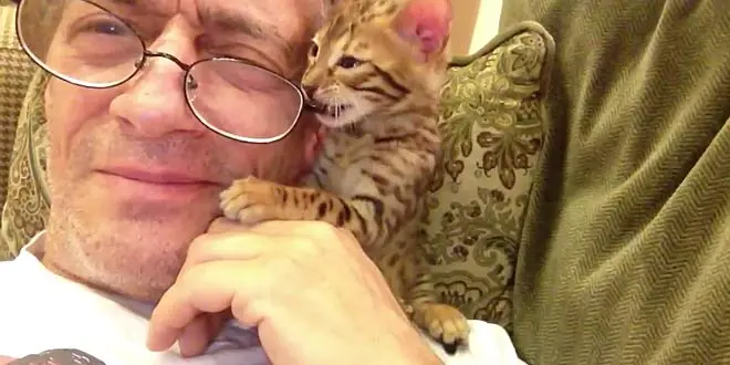 Bengal Kitten Needs Dad's Glasses