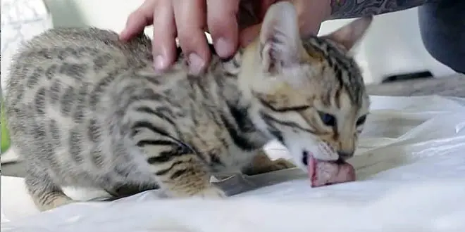 Bengal Kitten Says Yum Yum Yum While Eating