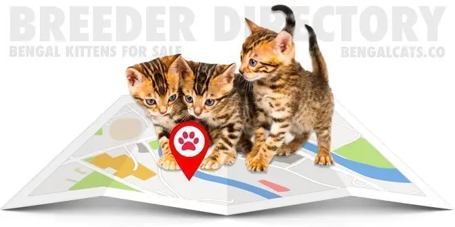 Bengal Cat Breeders In Europe Bengalcatsco Directory