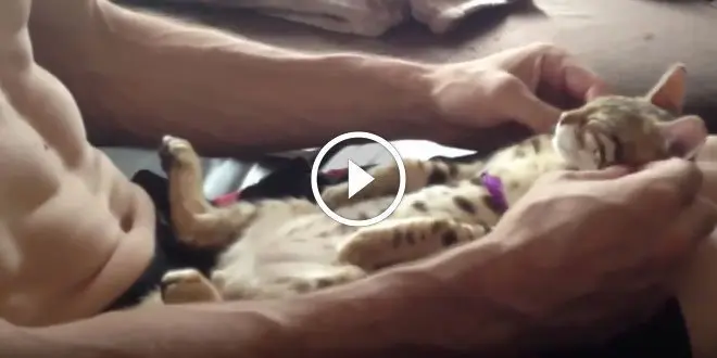 Video of a cat dad massaging a Bengal kitten on his lap