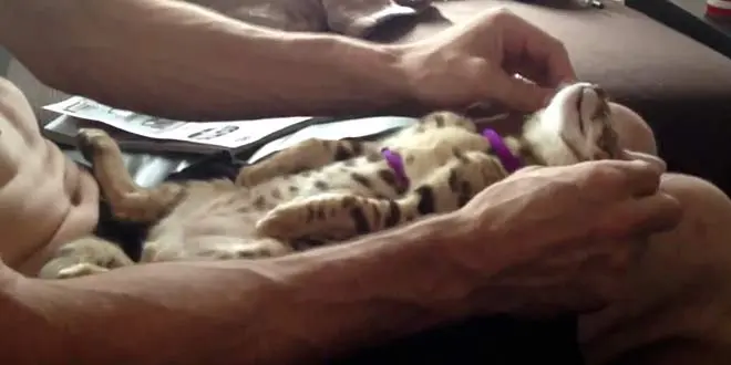 Pampered Bengal kitten gets massage