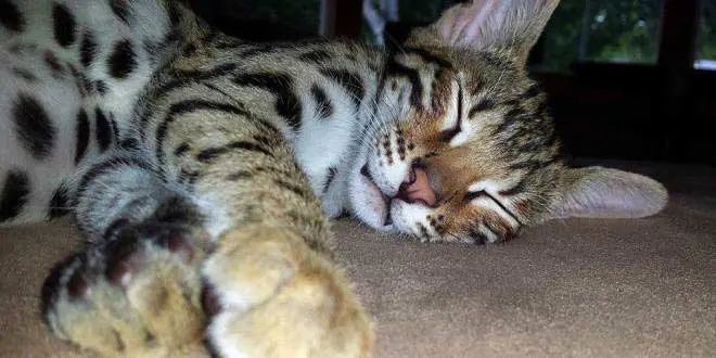 Rajah F1 Bengal