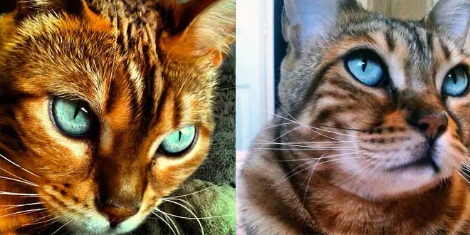 Simba and Think my Disney Cats