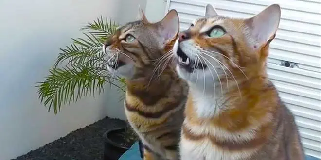 Various Noises and Sounds Bengals Make