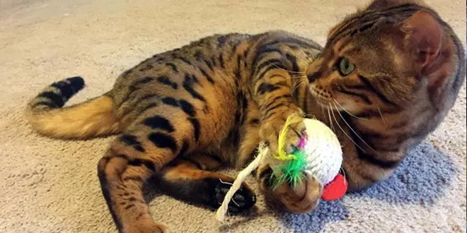 Joann and her Bengal Nyha