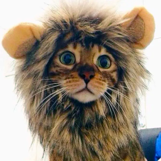 Lion Mane Hat Transforms Bengals Into Kings Of The Jungle ...