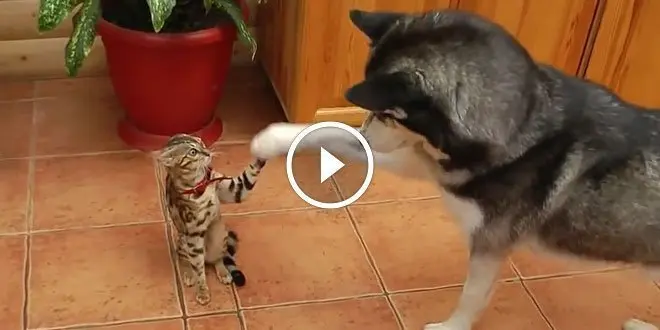 Bengal is a bit confused by husky’s excitement to play