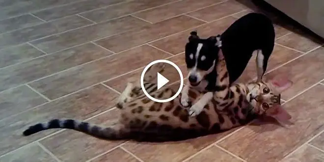 Bengal Kitten vs. Chihuahua Puppy