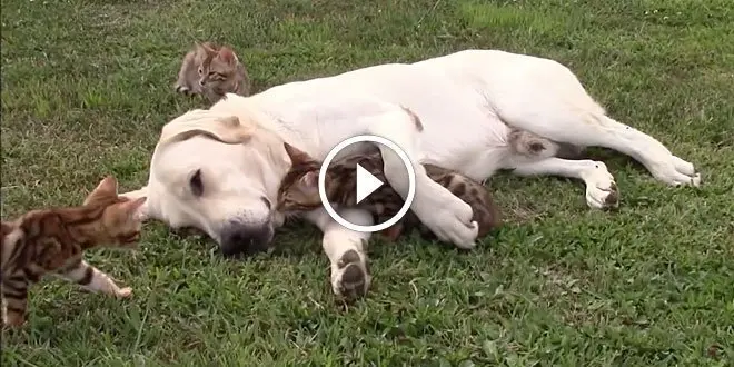Labrador Retriever Loves and Protects his Bengal Kittens
