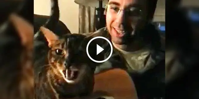Roxy the Bengal Cat singing the blues.