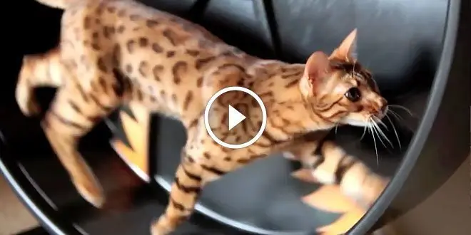 Bengal Cats Train on their Cat Exercise Wheel