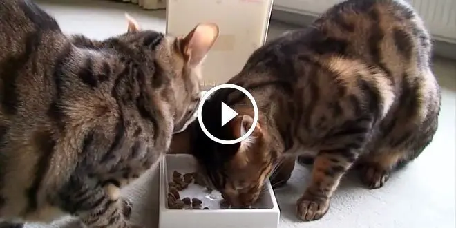 Bengal Kitty Outsmarts Automatic Feeding Machine