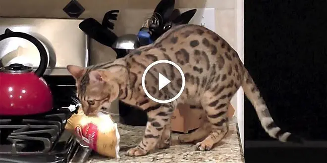 Sneaky Bengal Steals 1.6 lbs Cornish Hen Off Counter