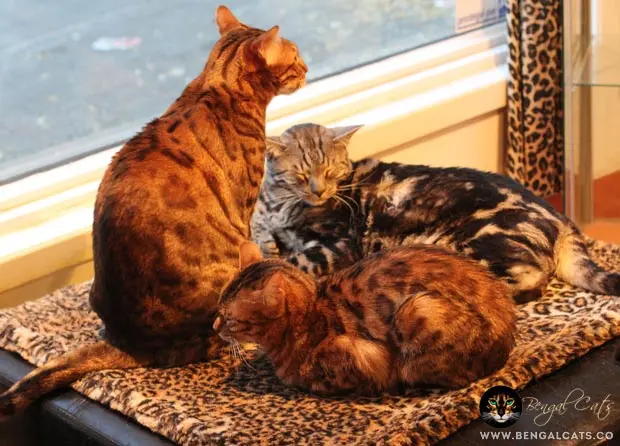 Bengal Cats Live in Montreal's Hair Salon & Charm Passers-by