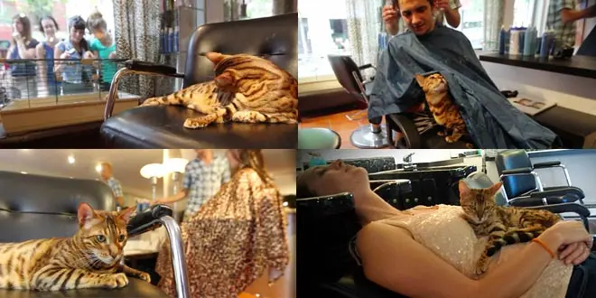 Bengal Cats Live in Montreal's Hair Salon and Charm Passers-by