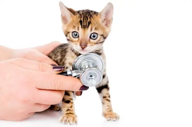 Veterinarian hand examining a bengal kitten. Bengal kitten at the vet