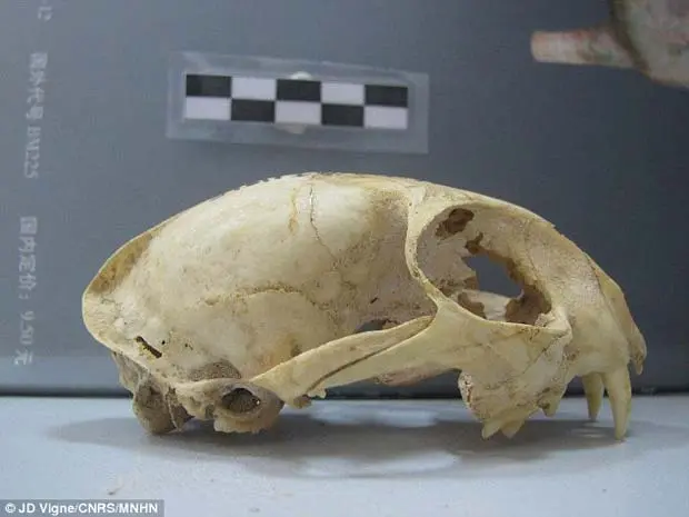 Asian Leopard Cat Skull