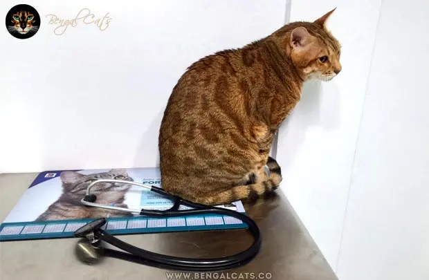 Foods Toxic To Cats: 9 Human Food Cats Can't Eat