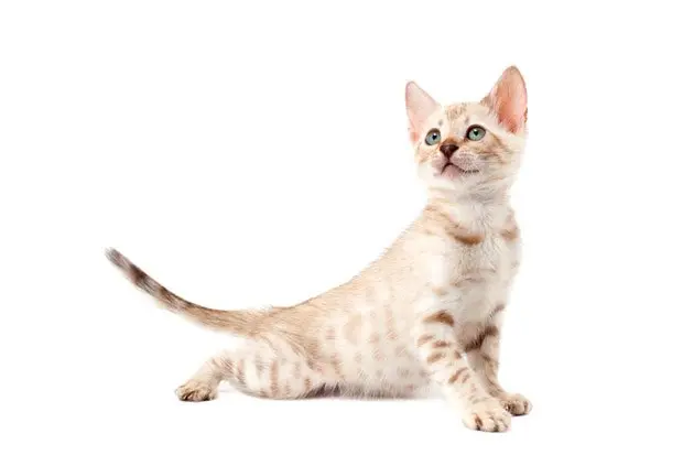 Snow Bengal Kitten