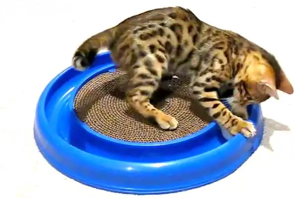 best toys for bengal cats