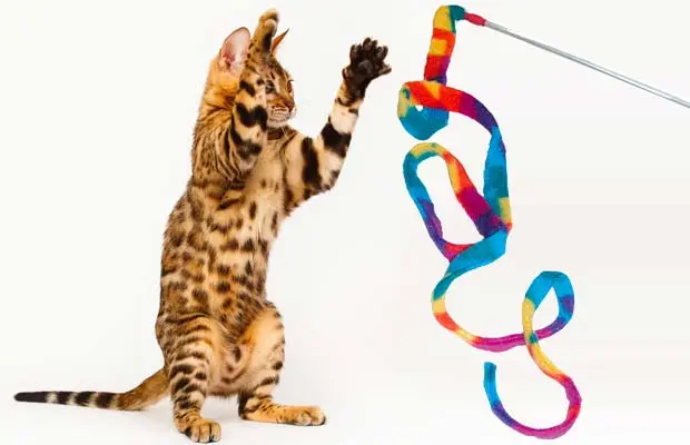 best cat toys for exercise