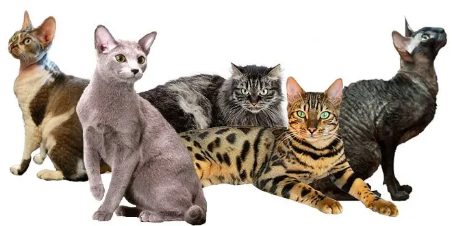 Chats Hypoallergeniques Choix Du Chat Et Conseils Pour Les Personnes Allergiques Bengalcats Co
