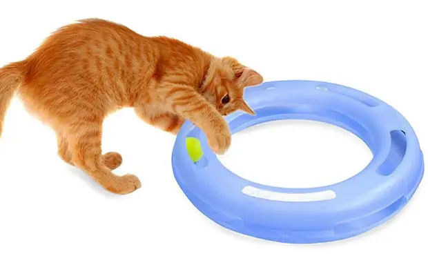 cat toy ball in circle