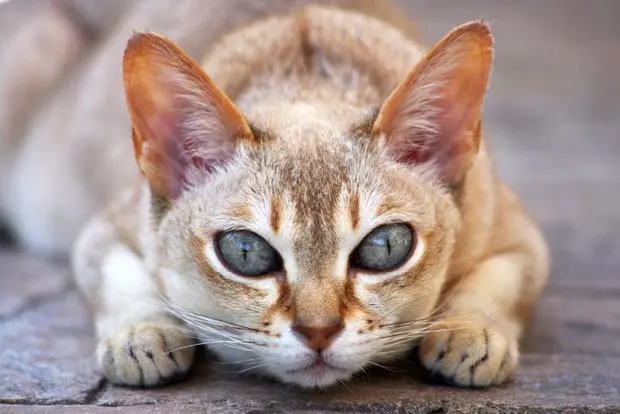 These are the World's Smartest Cat Breeds | Bengal Cats