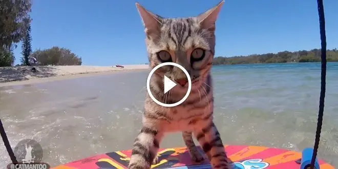 Boomer, Silver Bengal Cat Skimboarding