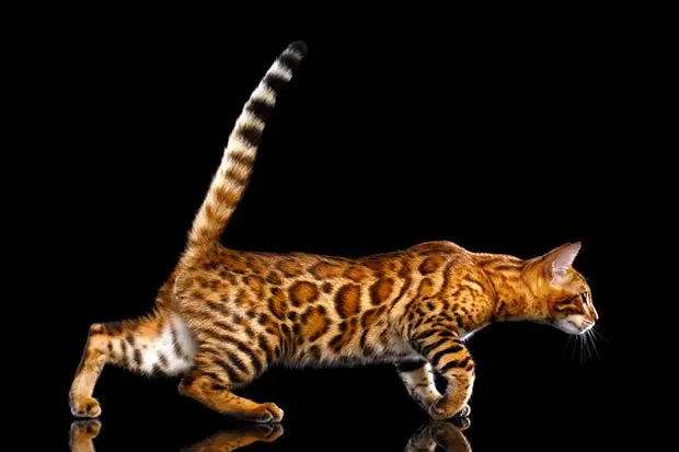 Bengal House Cat Vs Savanah House Cat Bengal House Cat Vs Savanah House Cat