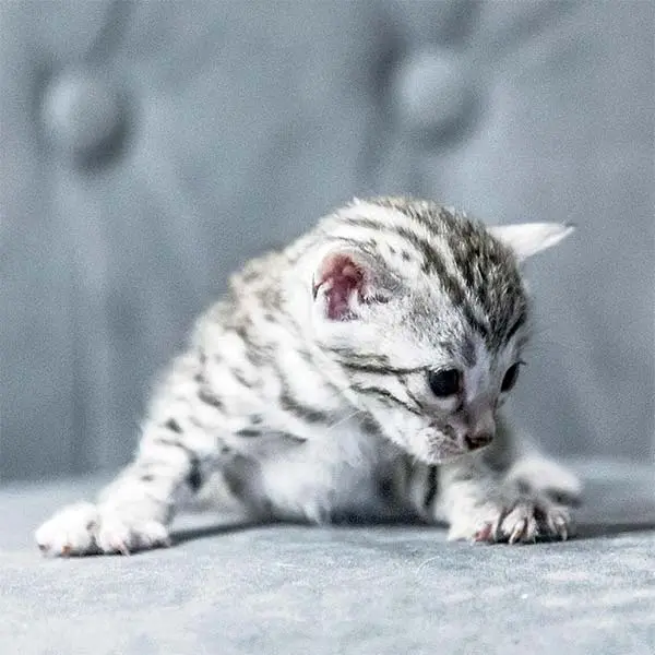 Serafina of Winterbourne Silver Bengal kitten