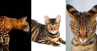 Hybrid Cat Breeds: Bengals, Toygers and Savannah