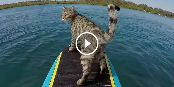 Bengal cat on a surfboard