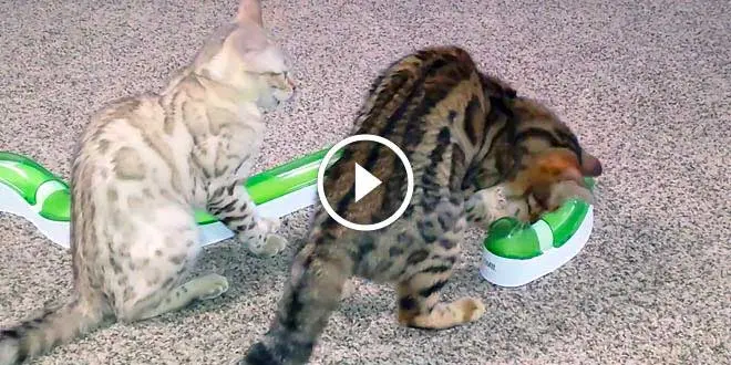 Bengals Most Playful Cat Breeds Video