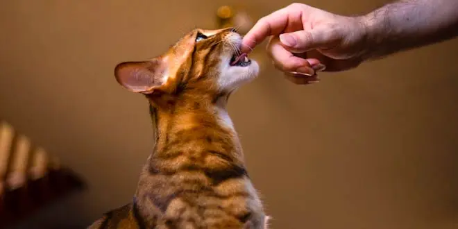 Perth Pet Photographer Bengal Photos