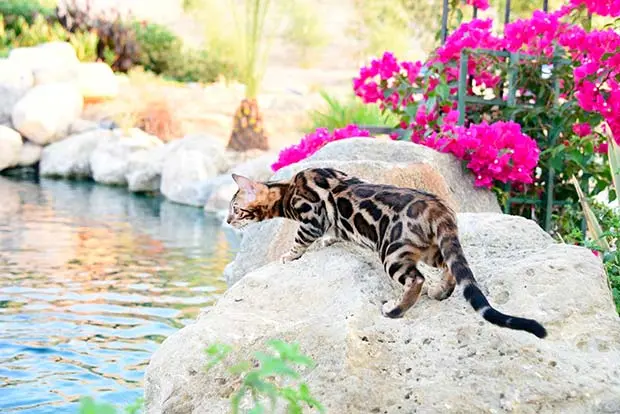 cat who likes water