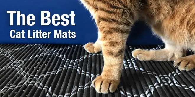 Best Cat Litter Mat